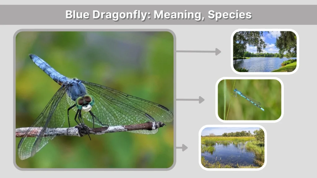 Blue Dragonfly Meaning, Species, Habitat & Symbolism