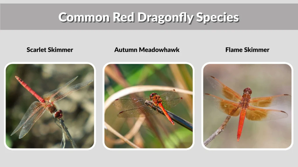 Common Red Dragonfly Species