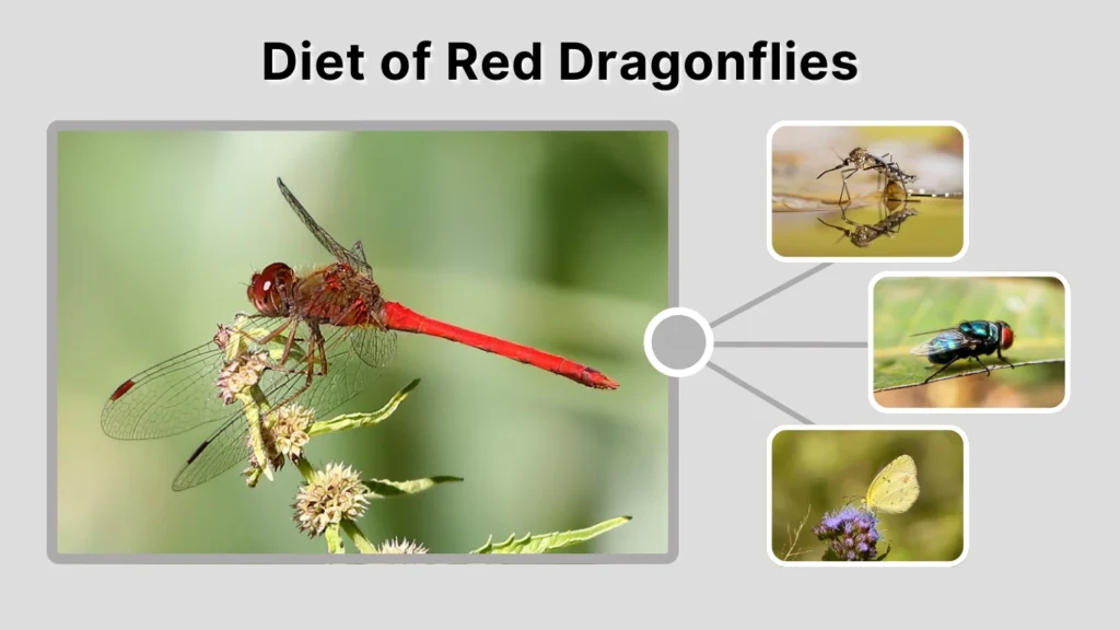 Diet of Red Dragonflies