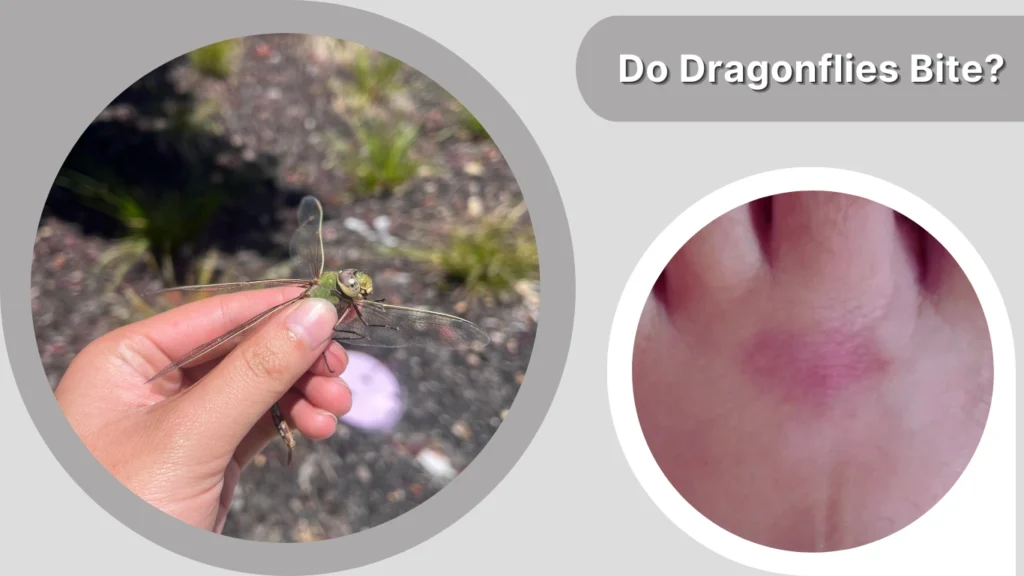 Do Dragonflies Bite
