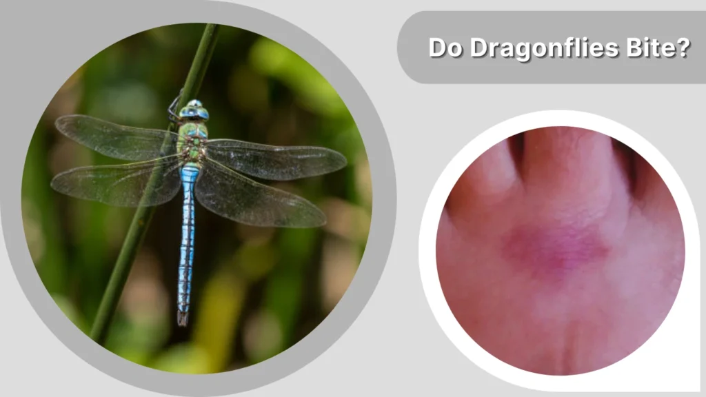 Do Dragonflies Bite
