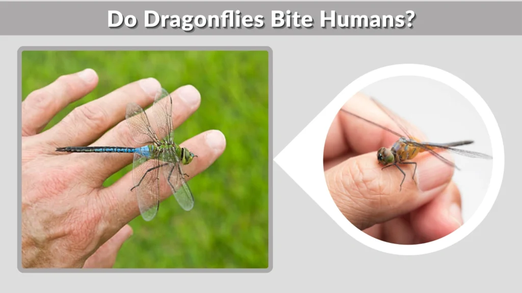 Do Dragonflies Bite Humans
