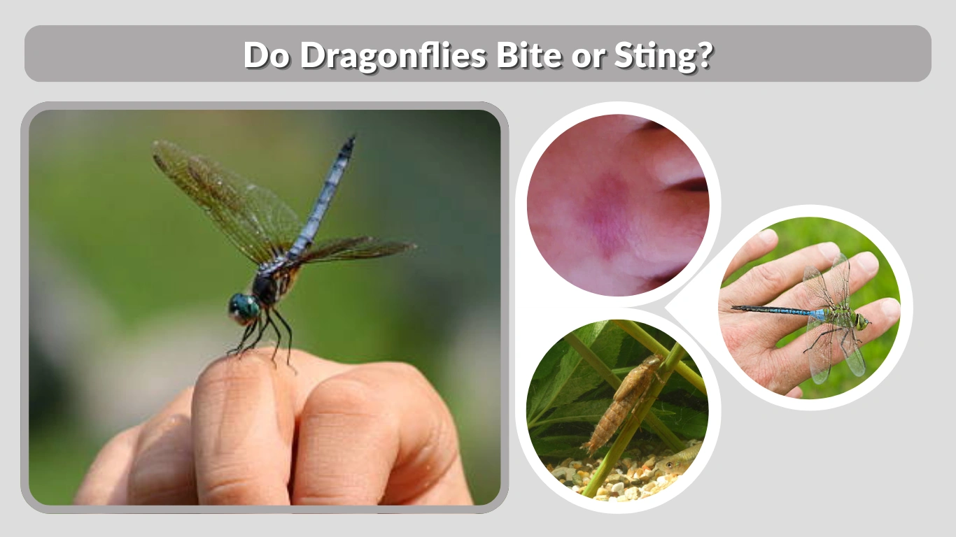 Do Dragonflies Bite or Sting Facts, Myths, and Safety Explained
