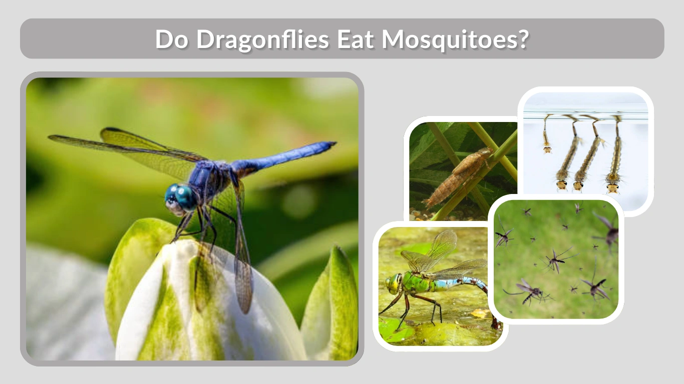 Do Dragonflies Eat Mosquitoes Facts You Should Know