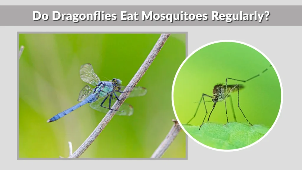 Do Dragonflies Eat Mosquitoes Regularly