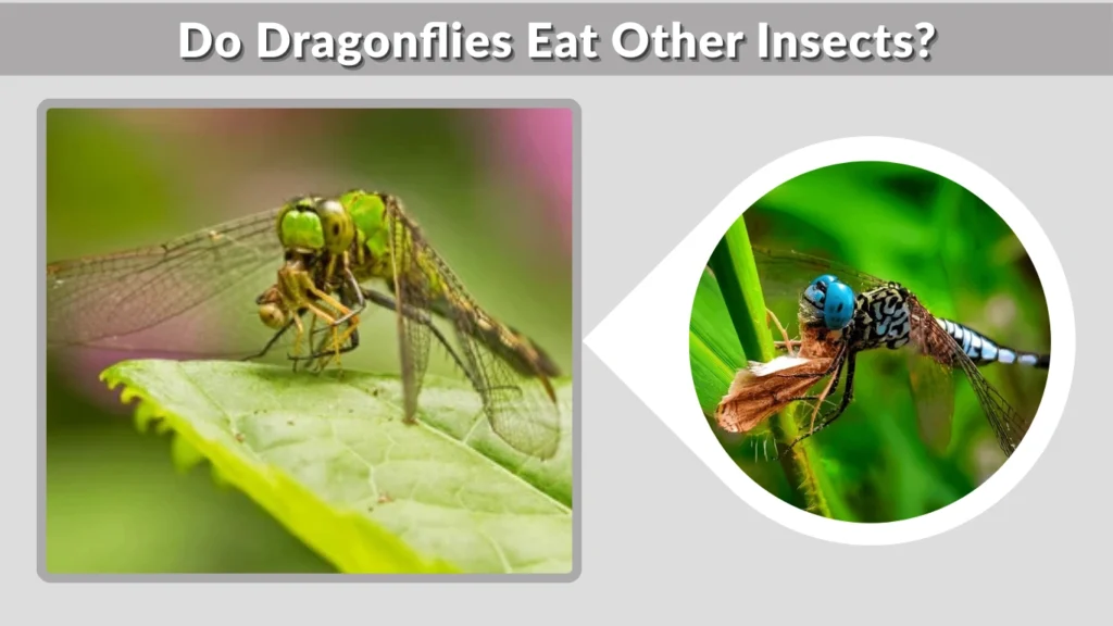 Do Dragonflies Eat Other Insects