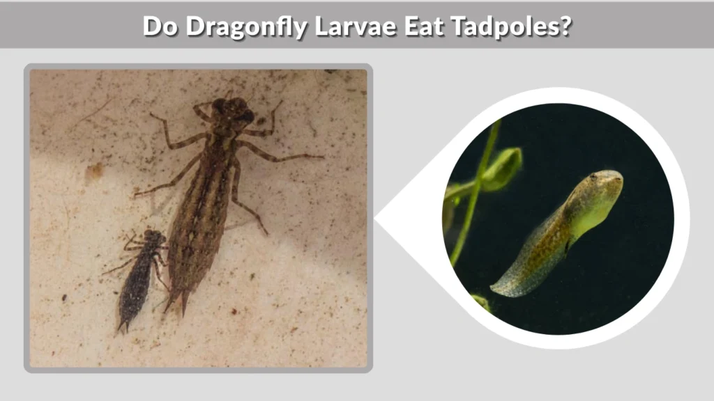 Do Dragonfly Larvae Eat Tadpoles