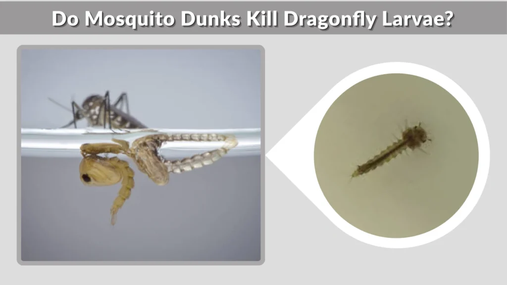 Do Mosquito Dunks Kill Dragonfly Larvae