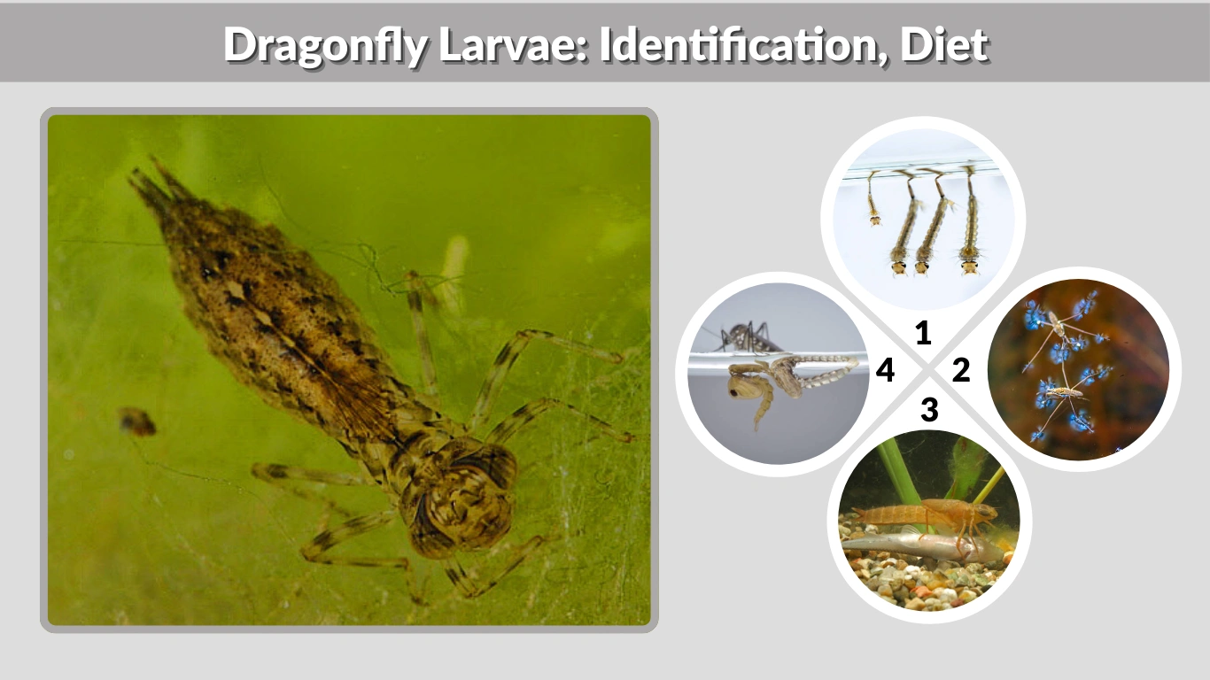 Dragonfly Larvae Identification, Diet, and Natural Mosquito Control