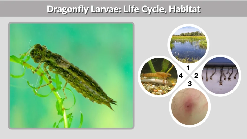 Dragonfly Larvae Life Cycle, Habitat