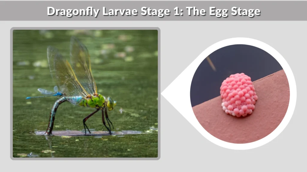 Dragonfly Larvae Stage 1 The Egg Stage