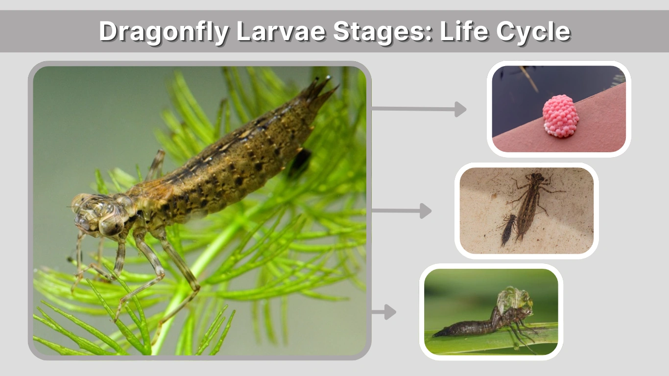 Dragonfly Larvae Stages Life Cycle, Growth & Transformation