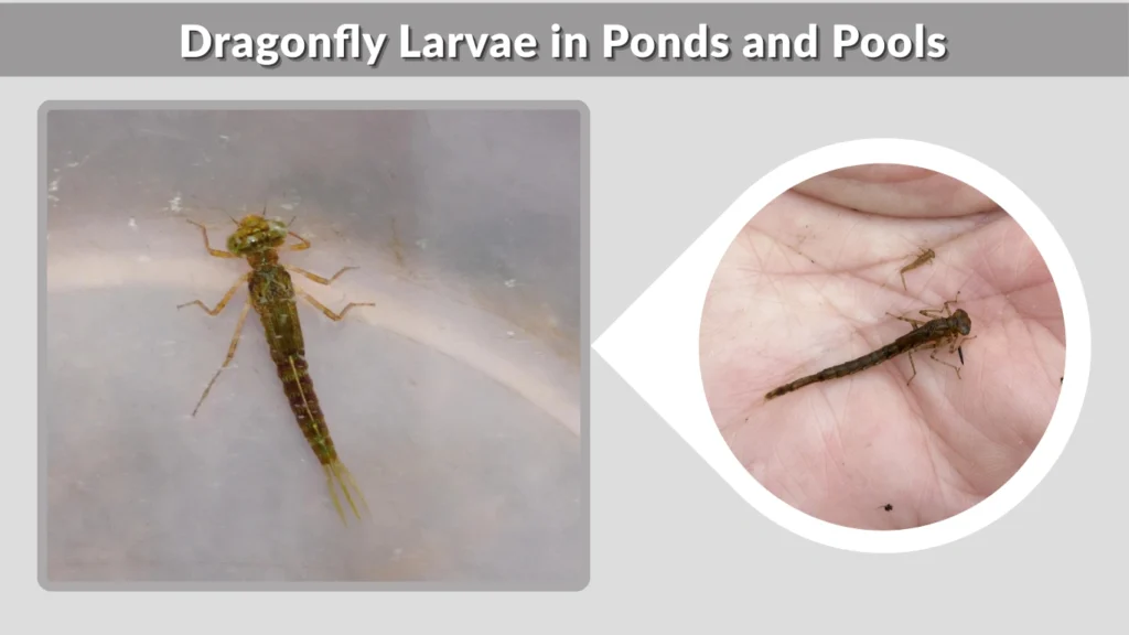 Dragonfly Larvae in Ponds and Pools