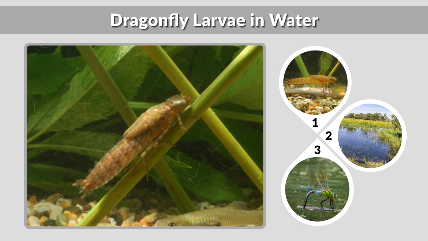 Dragonfly Larvae in Water Life Cycle & Facts