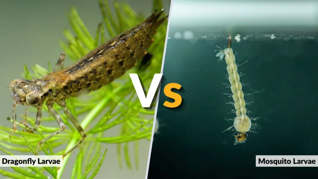 Dragonfly Larvae vs Mosquito Larvae Key Differences 