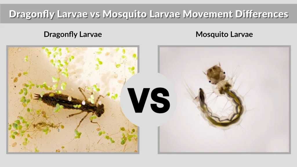 Dragonfly Larvae vs Mosquito Larvae Movement Differences