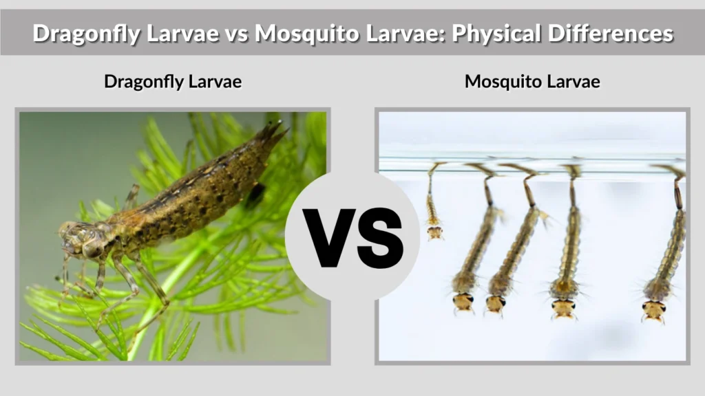 Dragonfly Larvae vs Mosquito Larvae Physical Differences