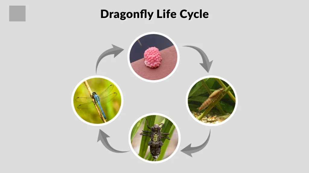 Dragonfly Life Cycle