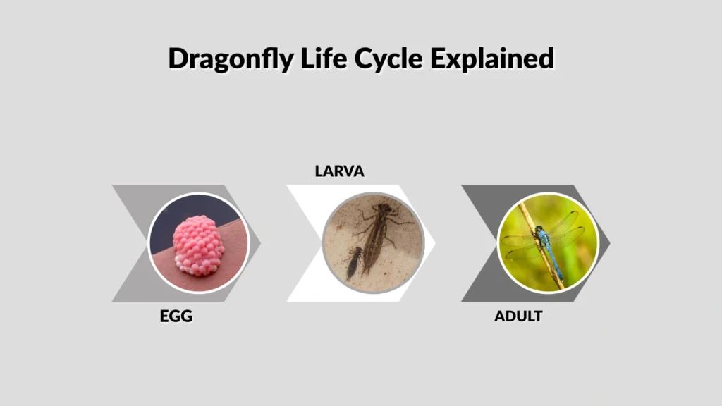 Dragonfly Life Cycle Explained