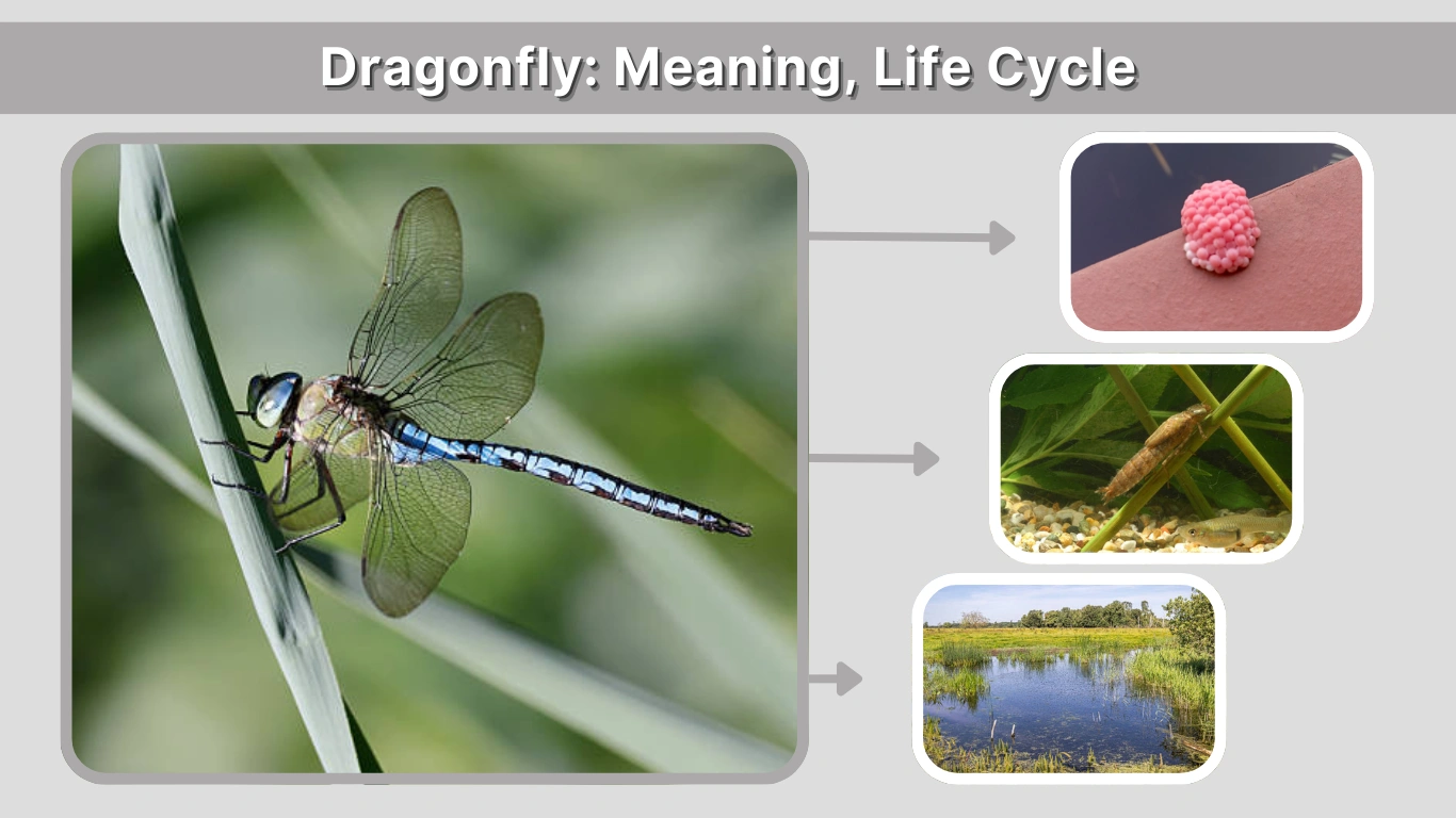 Dragonfly Meaning, Life Cycle, Habitat, and Fascinating Facts