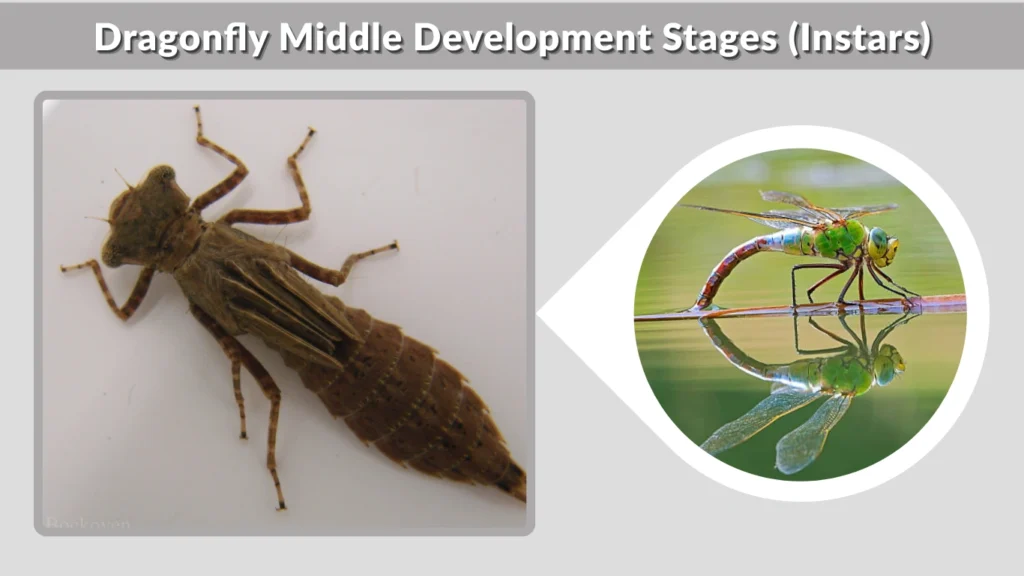 Dragonfly Middle Development Stages (Instars)