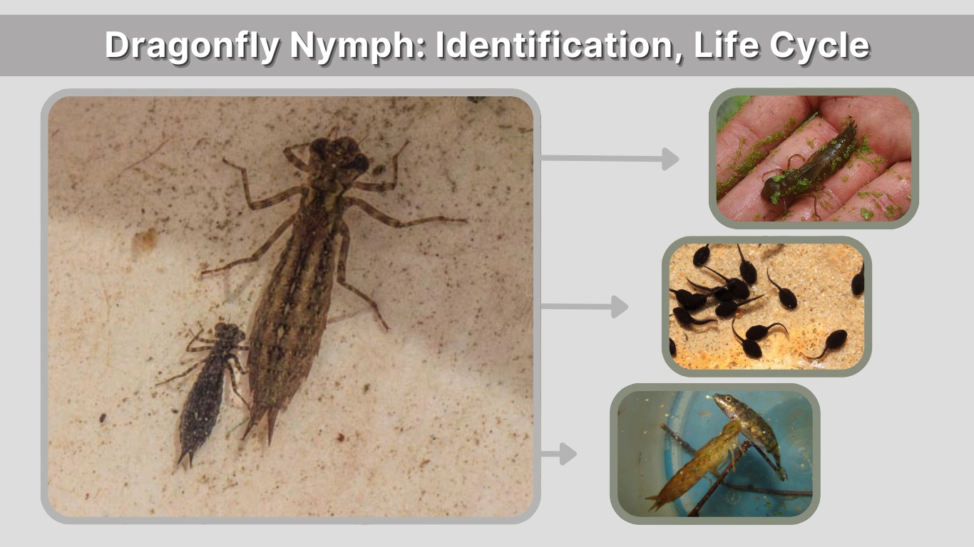 Dragonfly Nymph Identification, Life Cycle, and Natural Mosquito Control