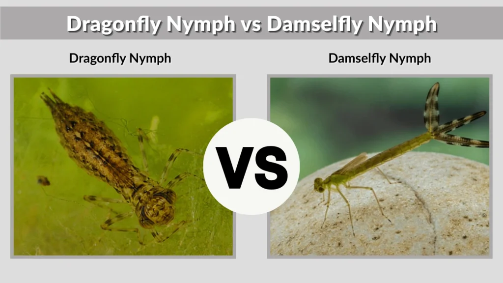 Dragonfly Nymph vs Damselfly Nymph