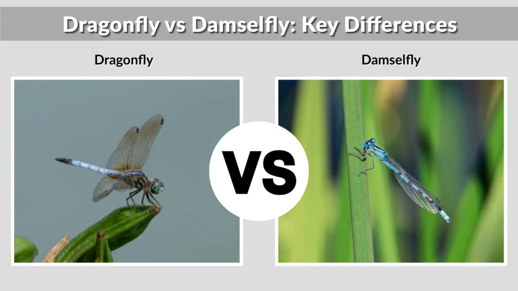 Dragonfly vs Damselfly Key Differences