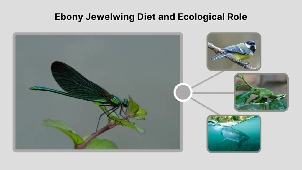 Ebony Jewelwing Diet and Ecological Role