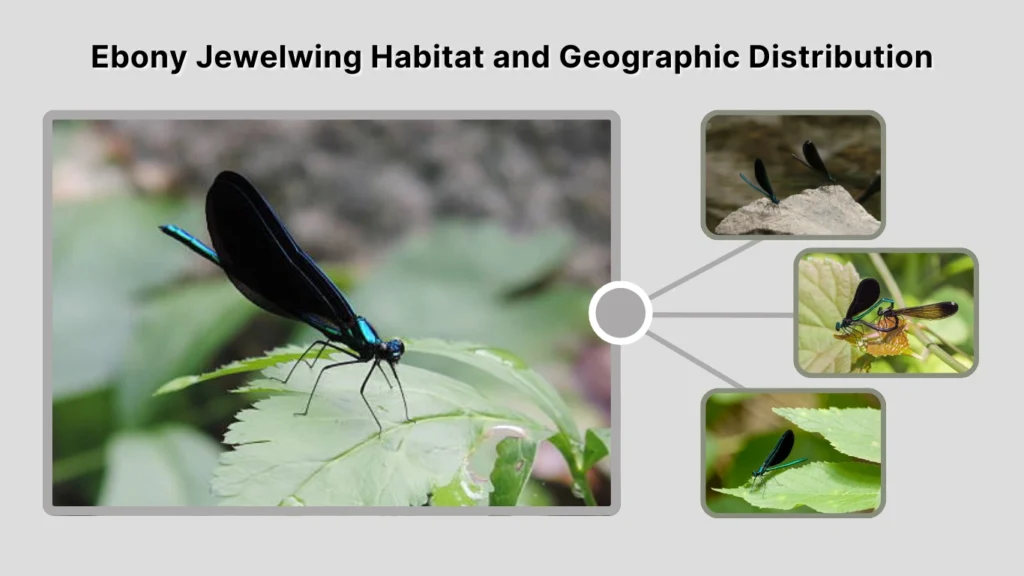 Ebony Jewelwing Habitat and Geographic Distribution