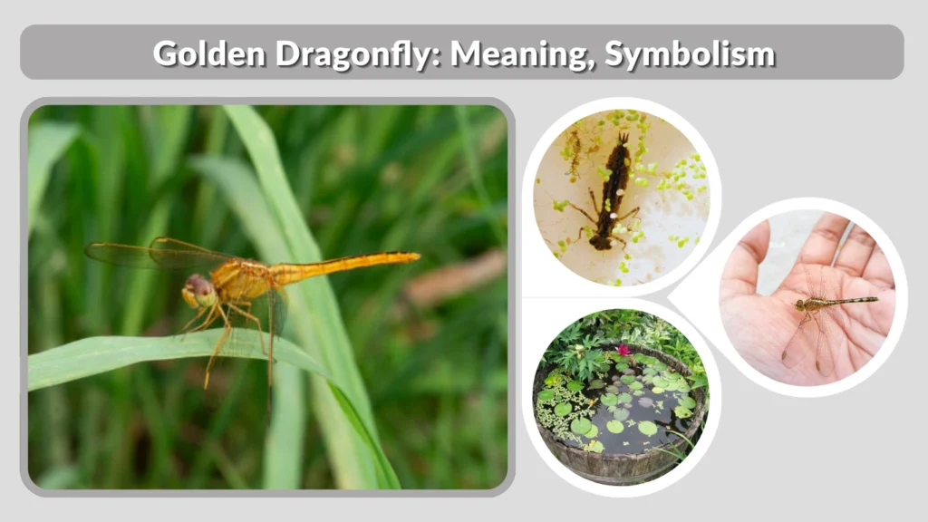 Golden Dragonfly Meaning, Symbolism, Species & Fascinating Facts