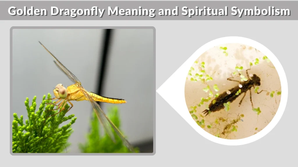 Golden Dragonfly Meaning and Spiritual Symbolism