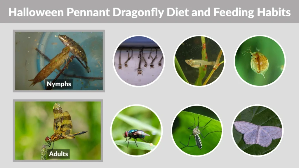 Halloween Pennant Dragonfly