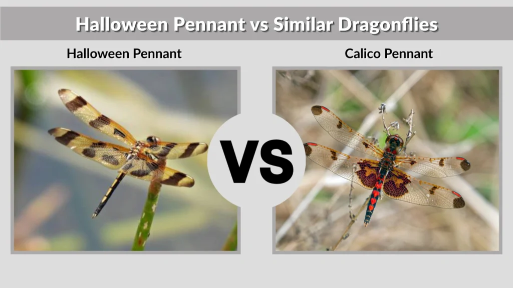 Halloween Pennant vs Similar Dragonflies