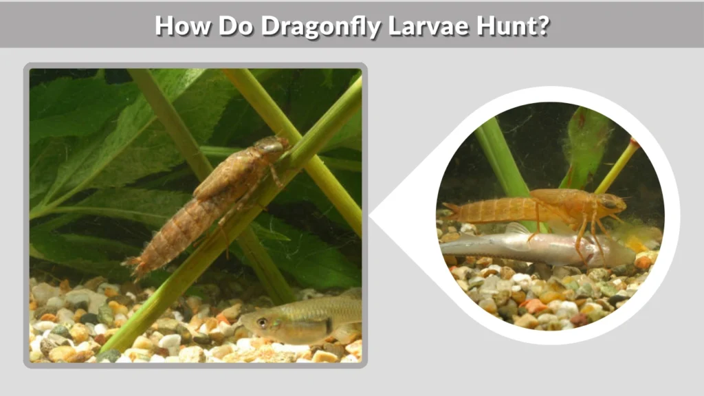 How Do Dragonfly Larvae Hunt