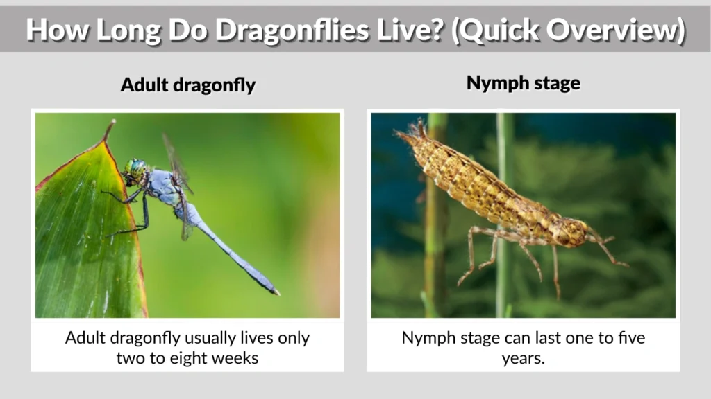 How Long Do Dragonflies Live (Quick Overview)