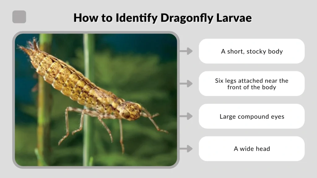 How to Identify Dragonfly Larvae