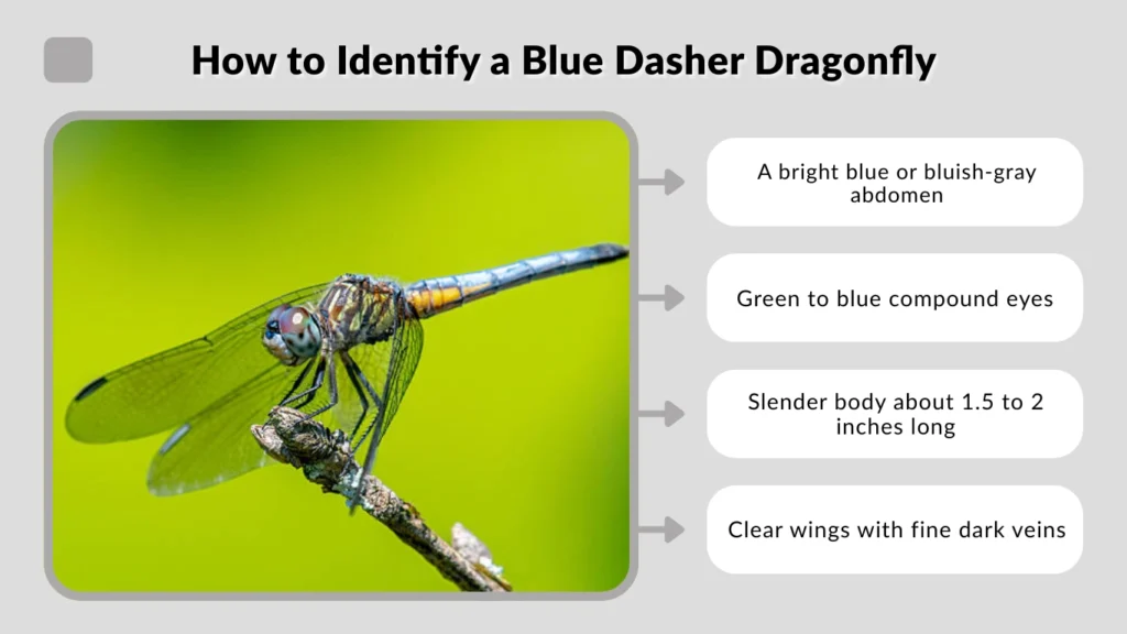 How to Identify a Blue Dasher Dragonfly