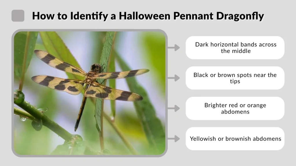 How to Identify a Halloween Pennant Dragonfly