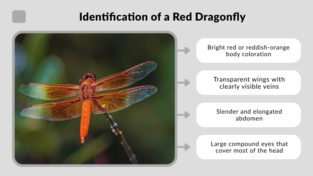Identification of a Red Dragonfly