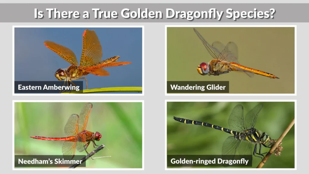 Is There a True Golden Dragonfly Species