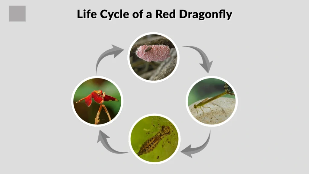 Life Cycle of a Red Dragonfly