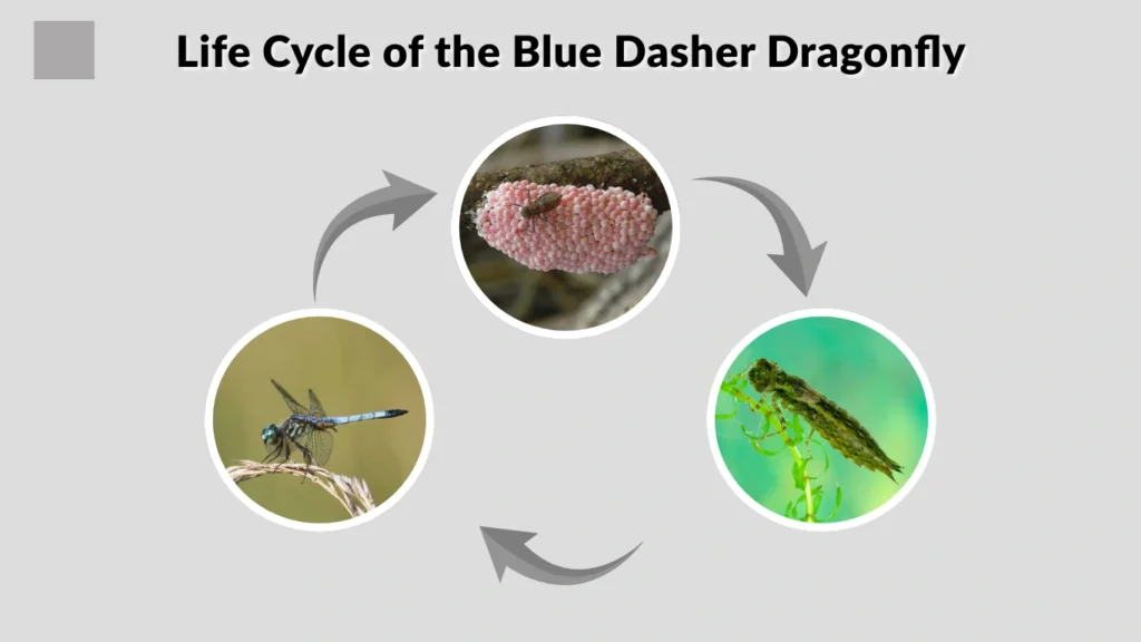 Life Cycle of the Blue Dasher Dragonfly