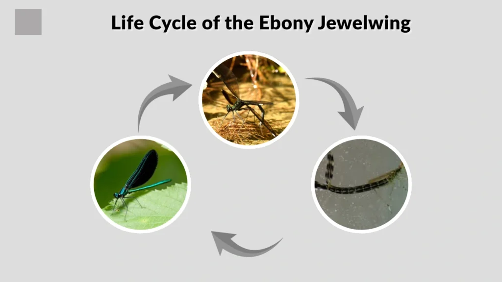 Life Cycle of the Ebony Jewelwing