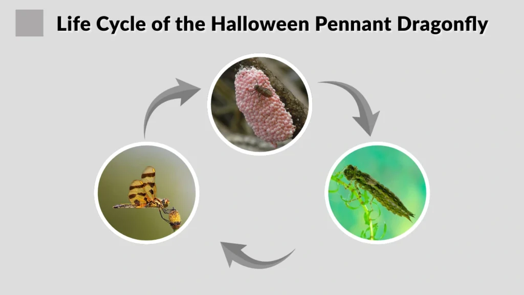 Life Cycle of the Halloween Pennant Dragonfly