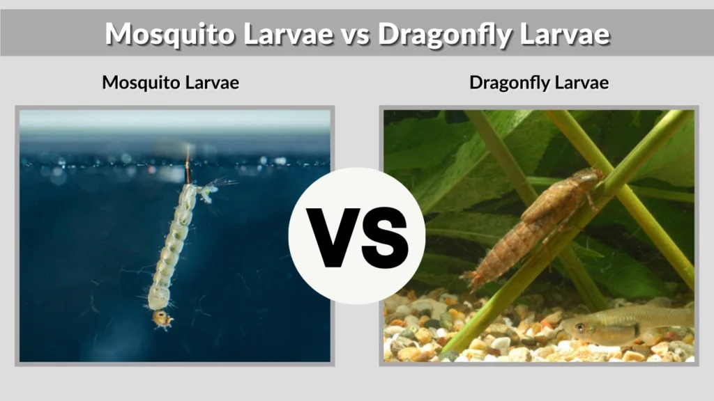 Mosquito Larvae vs Dragonfly Larvae