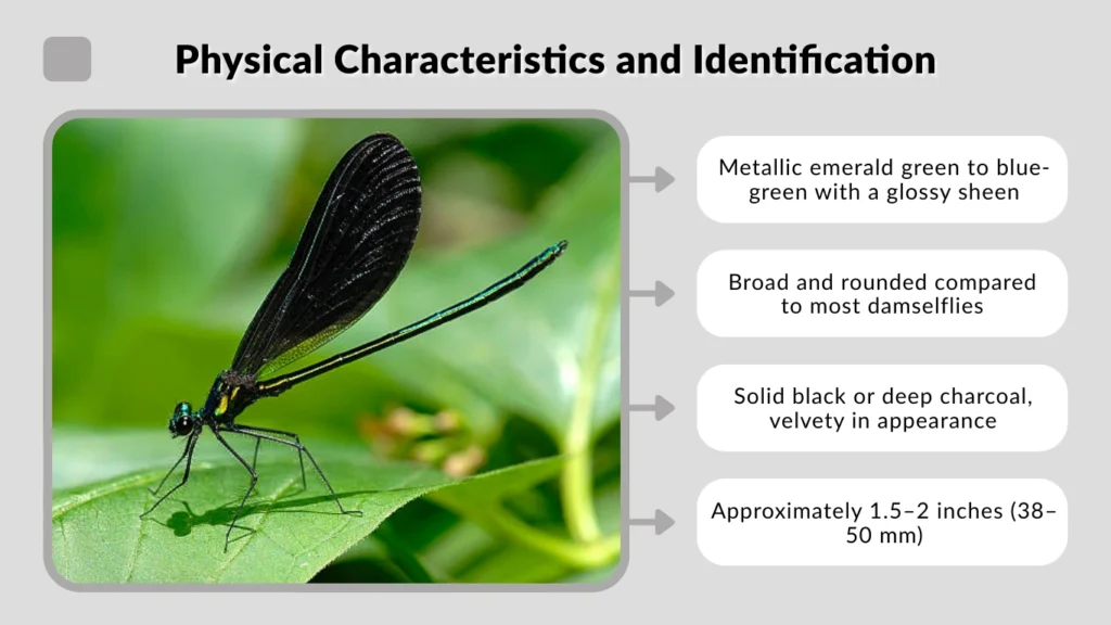 Ebony Jewelwing Physical Characteristics and Identification (3)