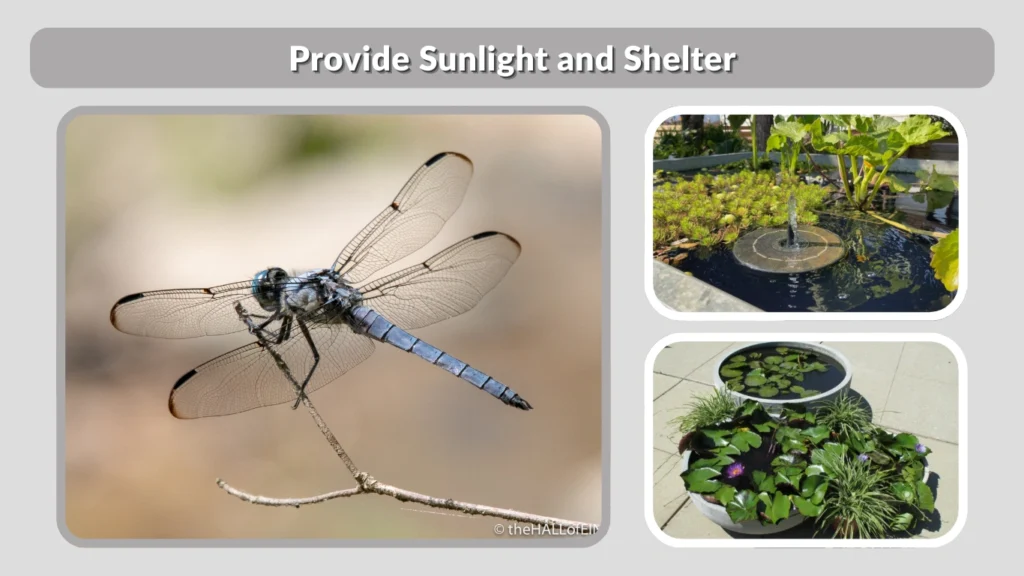 Provide Sunlight and Shelter