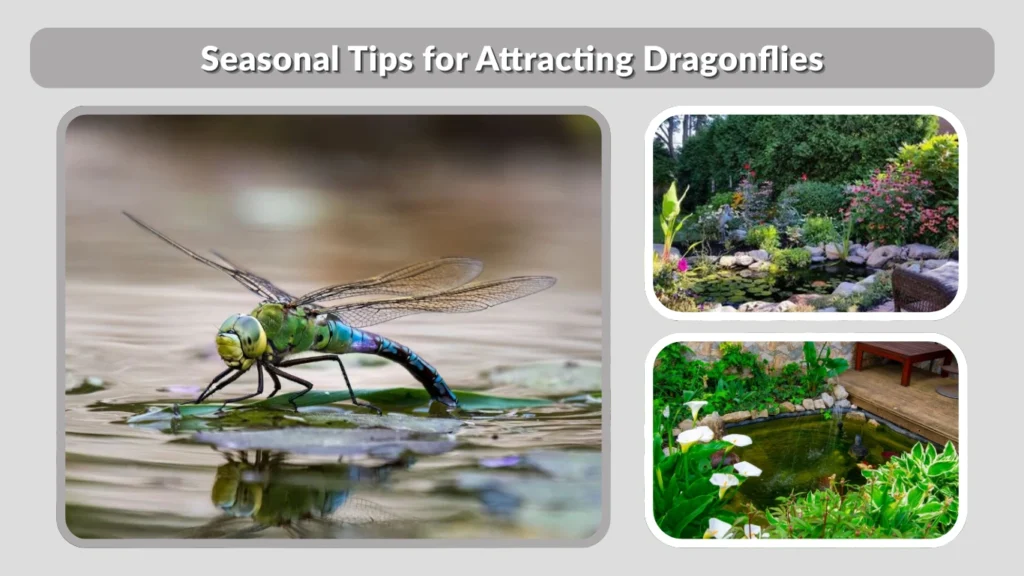 Seasonal Tips for Attracting Dragonflies