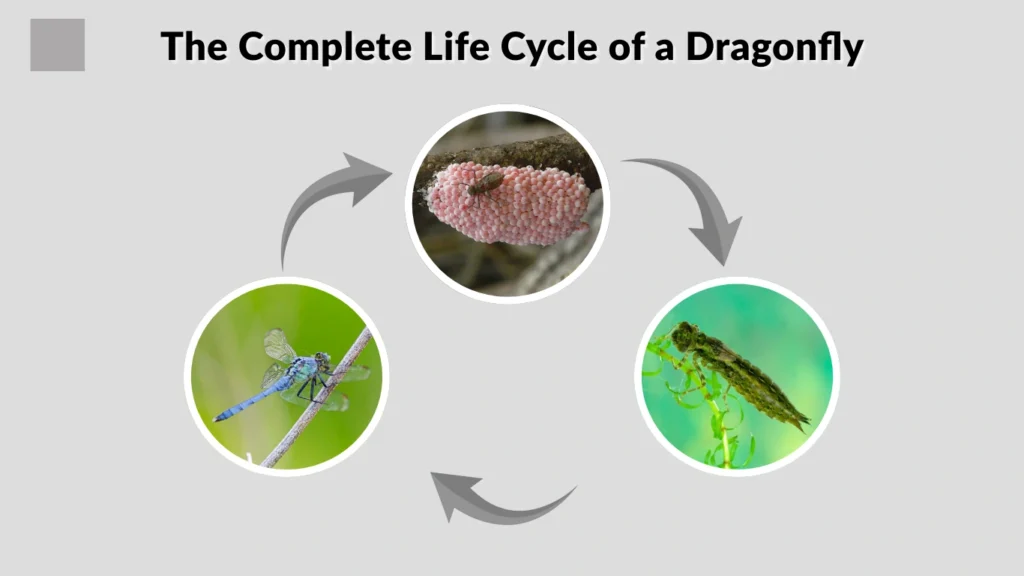 The Complete Life Cycle of a Dragonfly